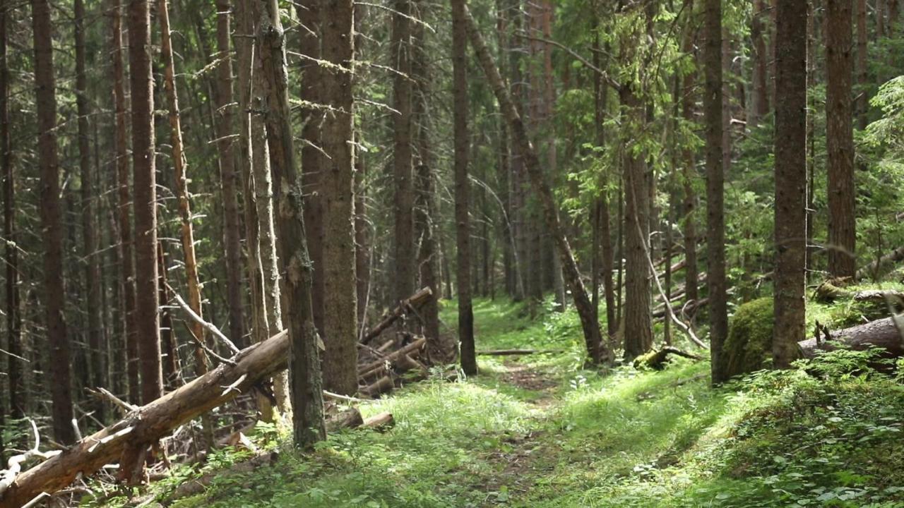 Cozy Stuga - Mountain View Ramsele Eksteriør bilde